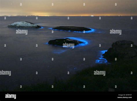 Massive outbreaks of Noctiluca scintillans blooms in the ...